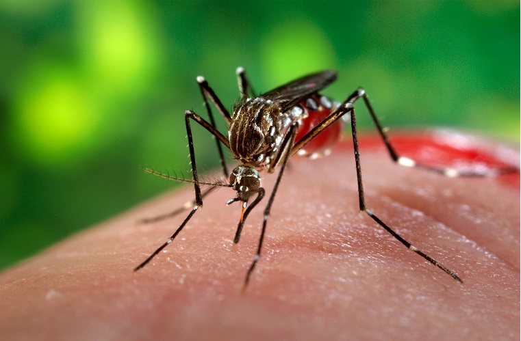 O LIRAa aponta que 2,5 a cada 100 imóveis pesquisados contam com a presença da larva do mosquito Aedes Aegypti