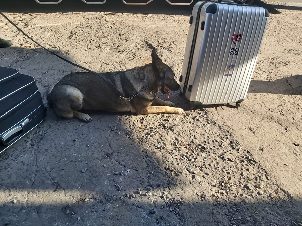 Cadela de detecção Anja apontou drogas em mala de passageiro. Foto: 25oBPM.